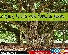 Importance of Banyan Tree  વડના ઝાડમાં હોય છે અનેક ઔષધીય ગુણ, જાણો તેનુ ધાર્મિક અને વૈજ્ઞાનિક મહત્વ