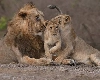शेरनियों के प्यार के लिए खतरनाक नदी को पार कर गए 2 शेर