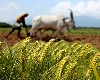 Krishi Startup : 9 साल में 7000 से ज्‍यादा हुई कृषि स्टार्टअप की संख्या, FAIFA रिपोर्ट में हुआ खुलासा