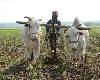 ગુજરાતમાં પ્રાકૃતિક ખેતી કરતા ખેડૂતો માટે નવી યોજના અમલમાં, જાણો કેટલી સહાય ચૂકવાશે