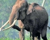 छत्तीसगढ़ में जंगली हाथी के हमले में ग्रामीण की मौत