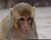 हरियाणा में पहली बार बंदर का मोतियाबिंद ऑपरेशन