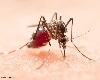 दिल्ली में मच्छरों का कहर, पिछले साल के मुकाबले 90 फीसदी बढ़े रोगों के मामले