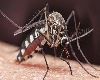 मानसून में बढ़ जाता है Dengue Malaria का खतरा तो इन 10 तरीकों से करें बचाव
