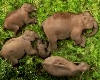 घने जंगल में बेफिक्र सो रहा था हाथियों का ये परिवार, IAS ने वीडियो शेयर किया और फिर...