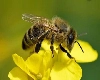 World Bee Day : विश्व मधुमक्खी दिवस, जानें इतिहास और रोचक तथ्य