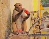 गर्मी भगाने के लिए बंदर भी ले रहे है ठंडा पेय, एनर्जी ड्रिंक पीते हुए वीडियो वायरल
