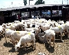 कश्मीर में ईद पर होगी 3 लाख से ज्यादा भेड़ों की कुर्बानी