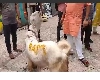कुर्बानी के बकरे पर लिखा ‘राम’, भड़के हिंदू संगठन, मुंबई पुलिस ने किया इलाज
