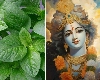 श्री कृष्ण को बहुत पसंद है ये हरी सब्जी, जानें इसके क्या है गुण