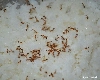 घर में चींटियों ने कर रखा है नाक में दम तो इन 3 घरेलू उपाय को अपनाएं