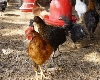 उष्माघाताचा पशूधनालाही धोका : शेकडो शेळ्या, हजारो कोंबड्या दगावल्या- अशी घ्या काळजी