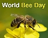 World Bee Day 2024: जागतिक मधमाशी दिवस का साजरा केला जातो? जाणून घ्या महत्त्व
