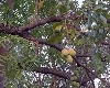 कडुलिंबाच्या झाडावर आंब्याचे फळ, हे दृश्य पाहून मंत्रीही अचंबित, VIDEO