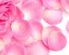 उन्हाळ्यात गुलाबाच्या पाकळ्यांनी चमकेल त्वचा, आरोग्यसाठी आहे फायदेशीर