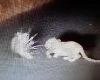 ముళ్లపందిని వేటాడబోయి మూతికి గాయంతో అల్లాడిన చిరుతపులి - video