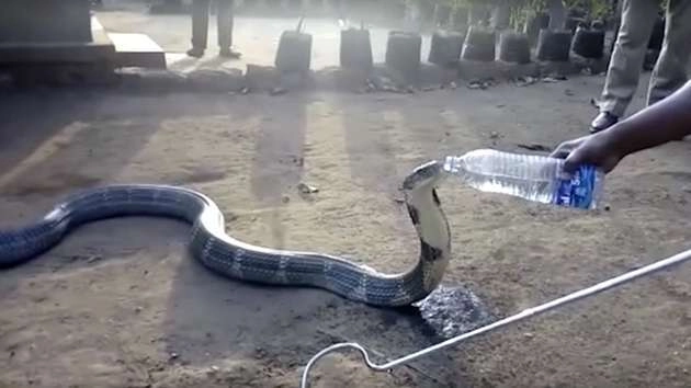 OMG! King cobra drinking water from a bottle! (video)
