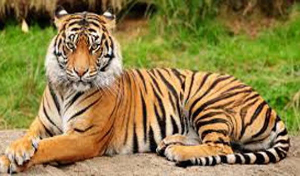 Kerala: Rescued tiger who was tranquillized dies, forest minister orders probe