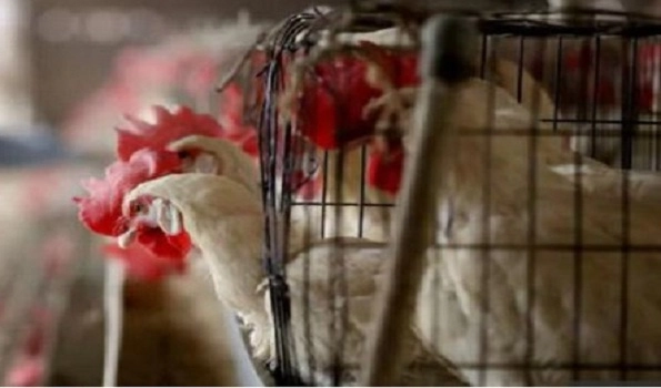Bird flu: European farmers fear virus is here to stay