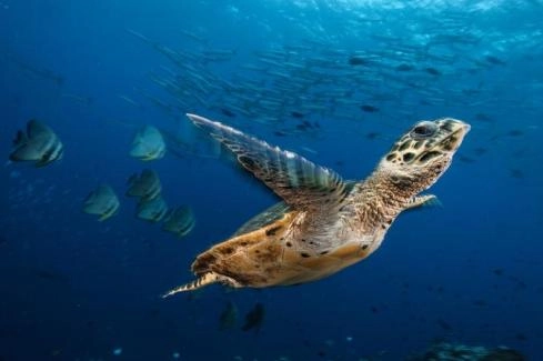 Japan: 30 endangered green sea turtles found with bleeding neck wounds