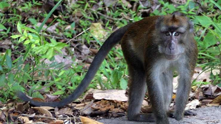 Indian farmers use tech solutions to keep away marauding monkeys