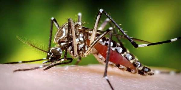 Dengue and Zika viruses can alter your scent to attract mosquitoes