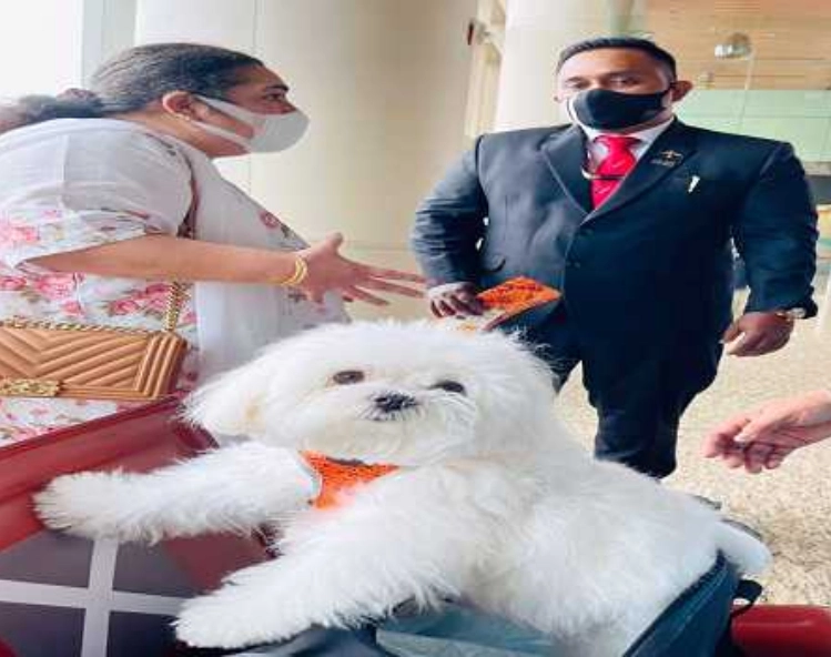 Pup's luxurious day out, flyer books Air India business class for this cute Bella Maltese