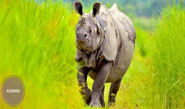 On World Rhino Day, Assam all set to burn 2,500 Rhino Horns. Here’s WHY