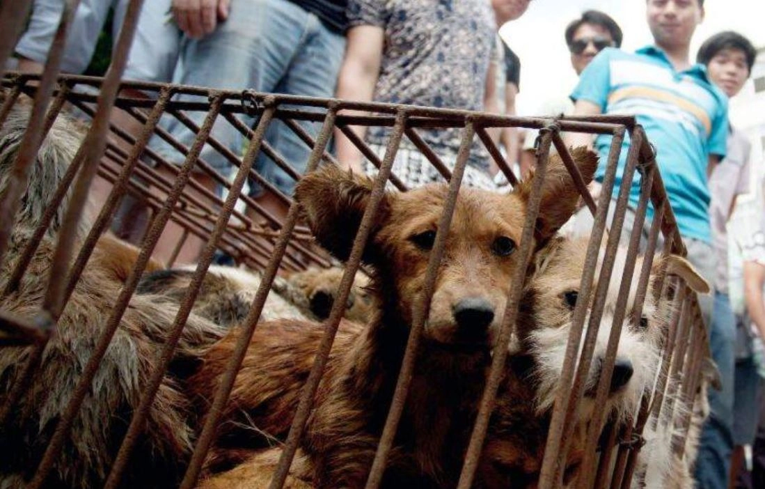South Korean parliament passes bill to ban dog meat trade