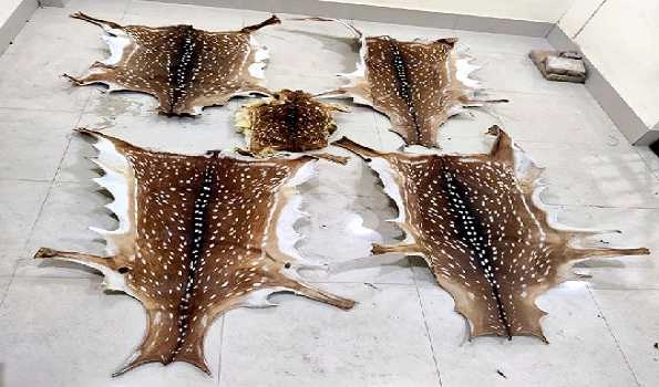 STF & Forest officials seized 5 deer skins, arrest 2 wildlife criminals