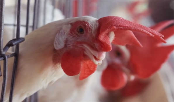 Japan to cull 7,000 chickens after new Bird Flu outbreak confirmed in Aomori: Reports