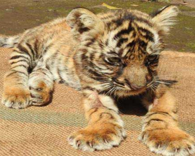 In a first, tiger cub to be treated for cataract in India