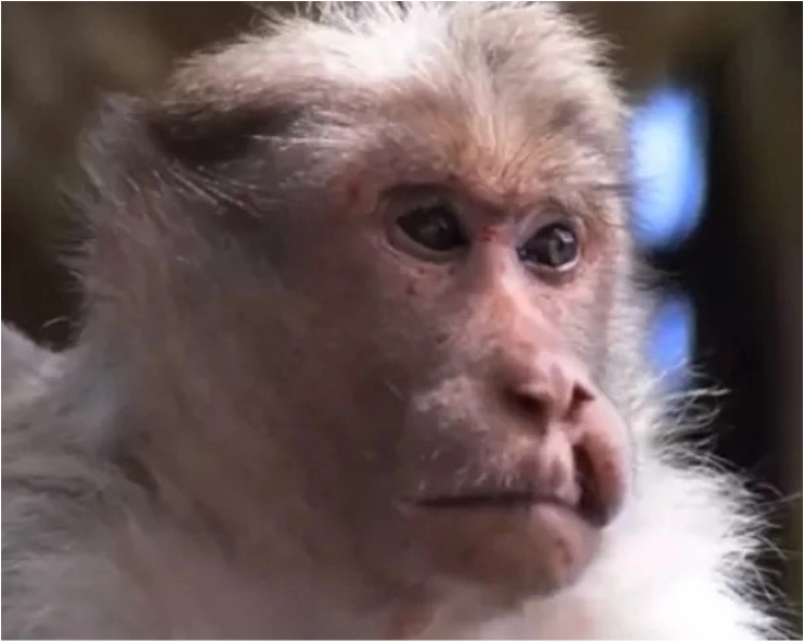 24 monkeys found dead in TN, poisoning suspected