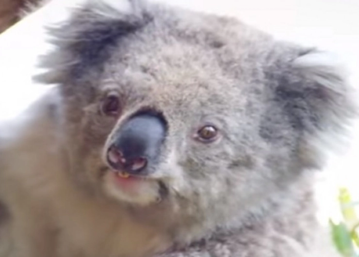 Australia lists koala as endangered in eastern states