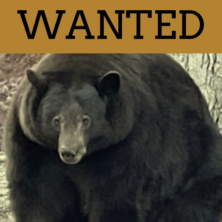 WANTED: ‘Hank the Tank’ bear that breaks into homes, steals food in California