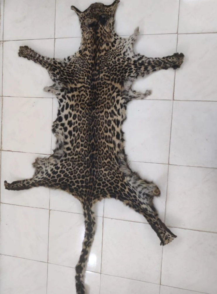 STF apprehend wildlife criminal alongwith leopard skin from Kandhamal