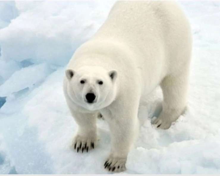 Polar bear killed after attacking French tourist on Norway’s Svalbard islands