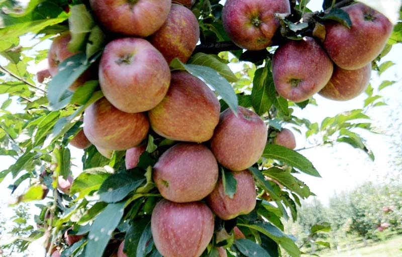How climate change threatens Kashmir's crucial apple industry