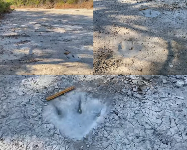 Texas drought reveals 113-million-year-old dinosaur footprints