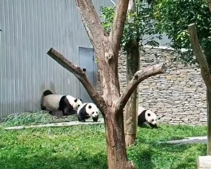 China earthquake: Video of Panda mother helping babies escape from room during earthquake goes viral – WATCH