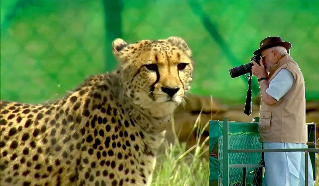 PM Modi happy over Kuno cheetahs entering big enclosure