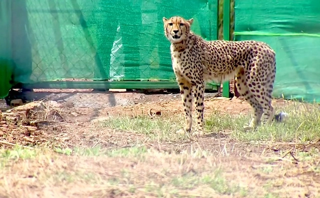 India struggles to reintroduce cheetahs