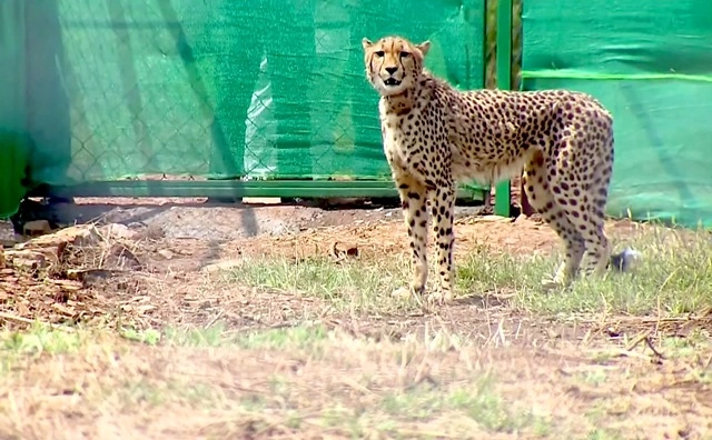 Another cheetah 'Uday' dies in Kuno National Park