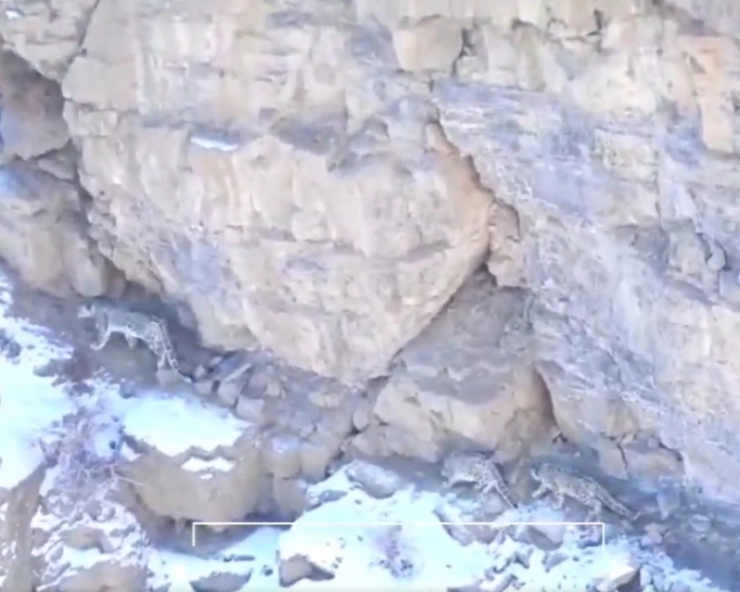 WATCH - Snow leopard Alisa with twin cubs captured live in Himachal Pradesh