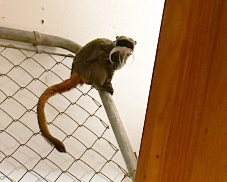 US: Man arrested after stealing 2 tamarin monkeys from Dallas Zoo