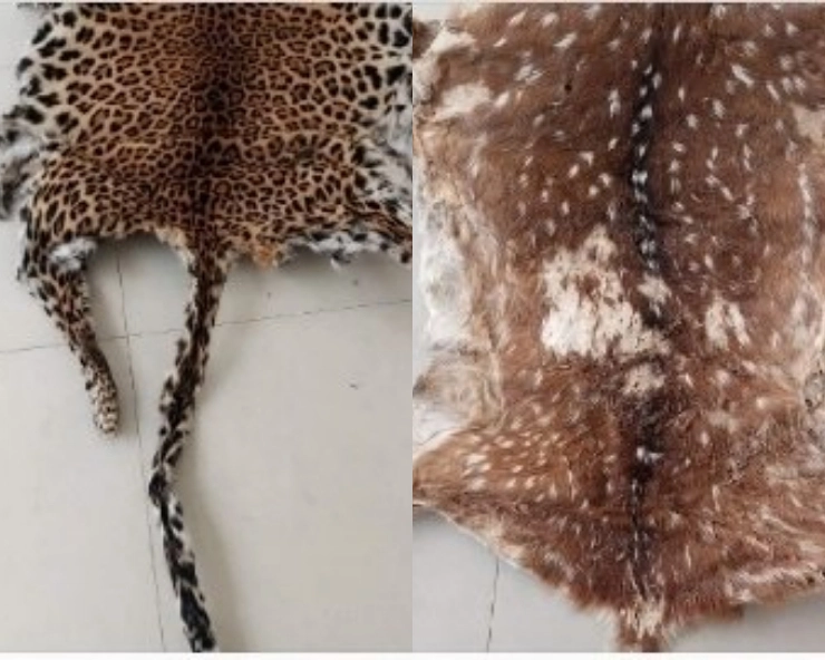 Odisha STF seizes leopard skin, arrests wildlife criminals