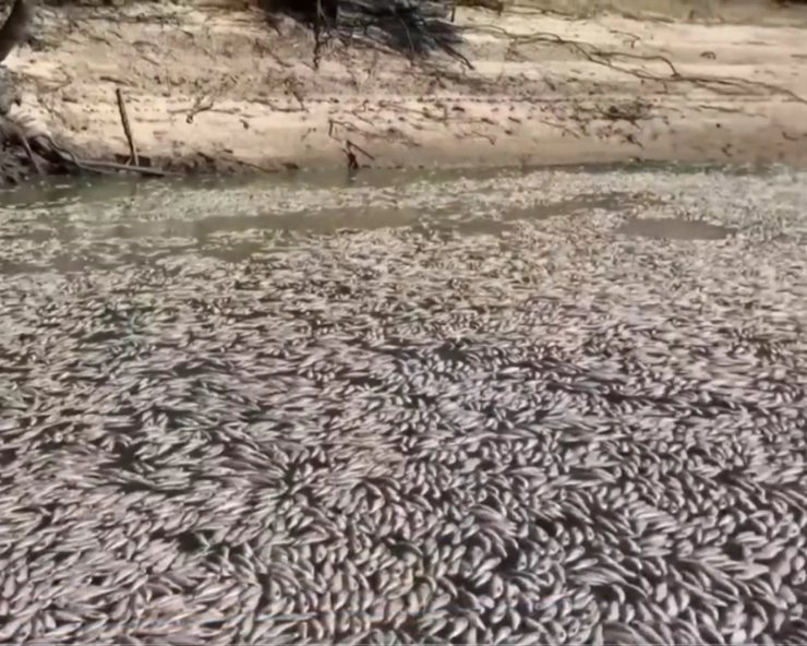 Australia: Rush to clear millions of dead fish jamming river