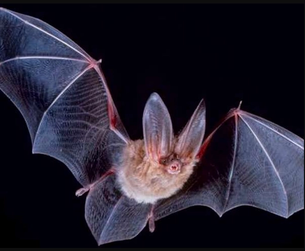 German officials seize cooked bats at Belgian border