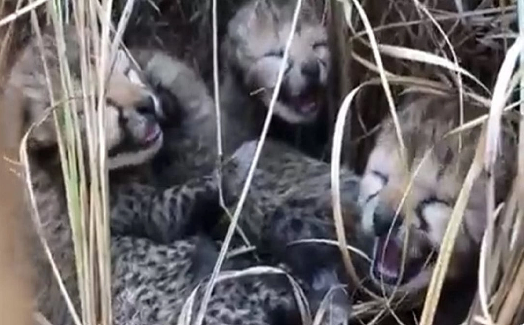 2 more cheetah cubs die at Kuno National Park