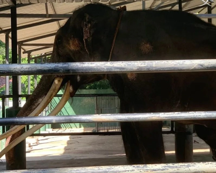 Thailand takes back elephant from Sri Lanka over abuse claim